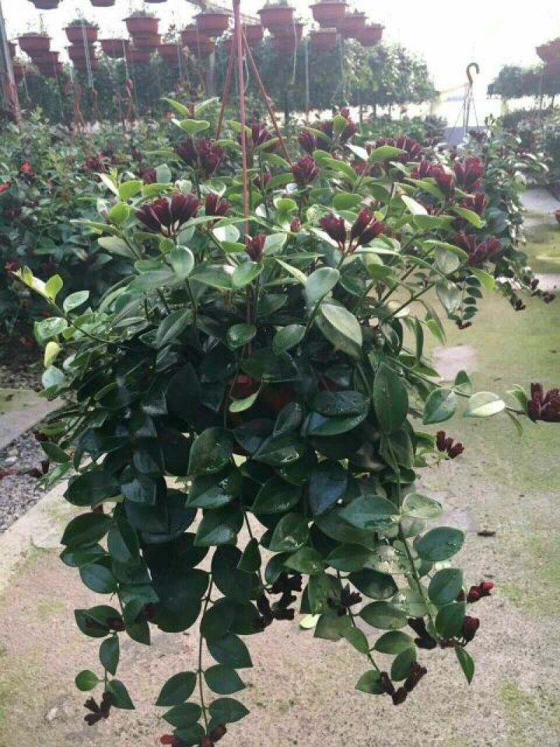 口红花花苞多价合理发货及时质量保证价格合理