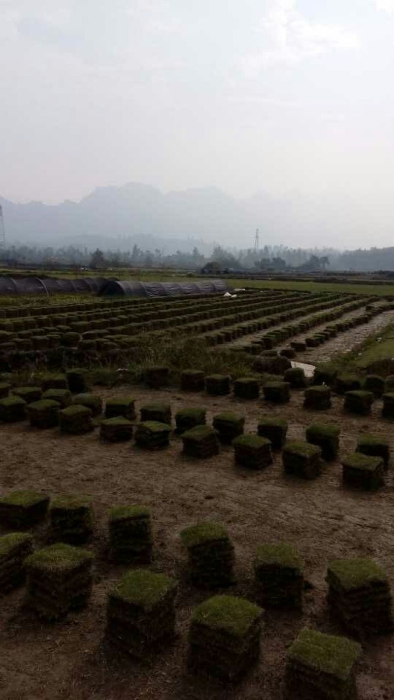 福建马尼拉草坪，广东草皮，湖南草皮