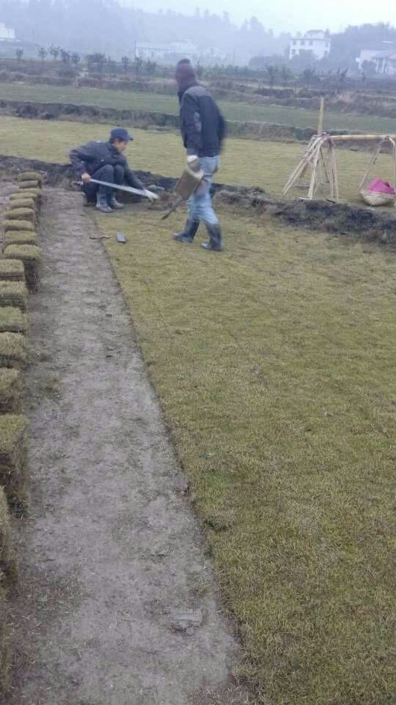 福建马尼拉草坪，广东草皮，湖南草皮