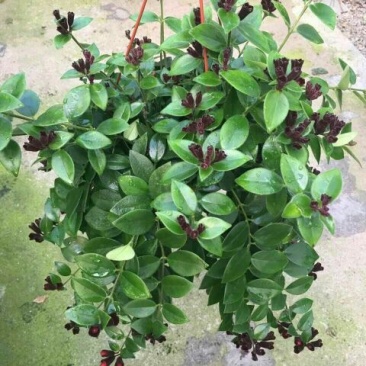 口红花花苞多价合理发货及时质量保证价格合理