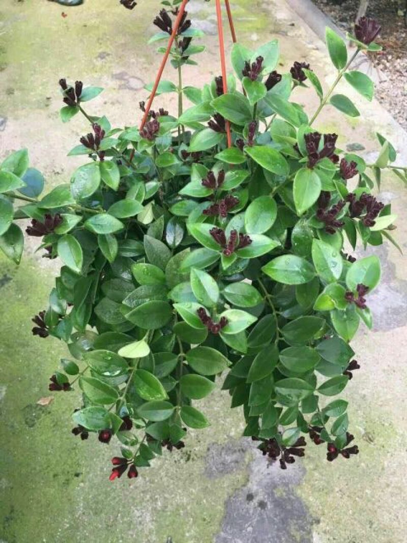 口红花花苞多价合理发货及时质量保证价格合理
