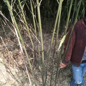 湖南苦竹3~4m湖南刚竹，广东刚竹