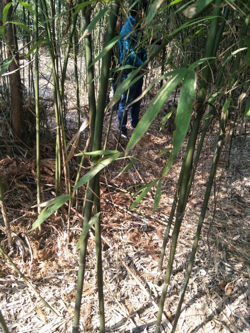 湖南苦竹3~4m湖南刚竹，广东刚竹