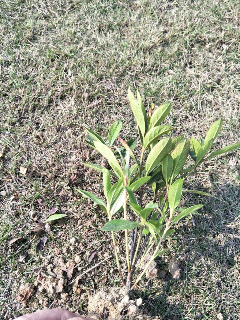 毛鹃苗20~30cm