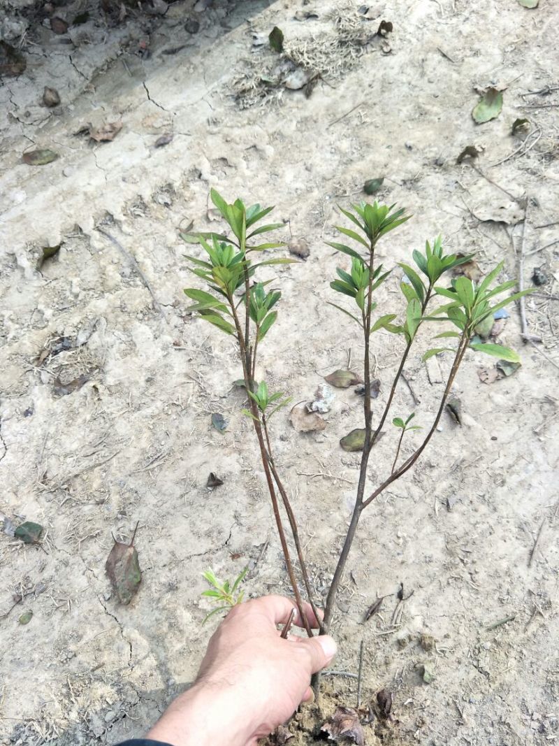 毛鹃苗20~30cm