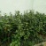 茶花苗