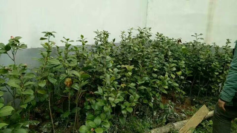 茶花苗