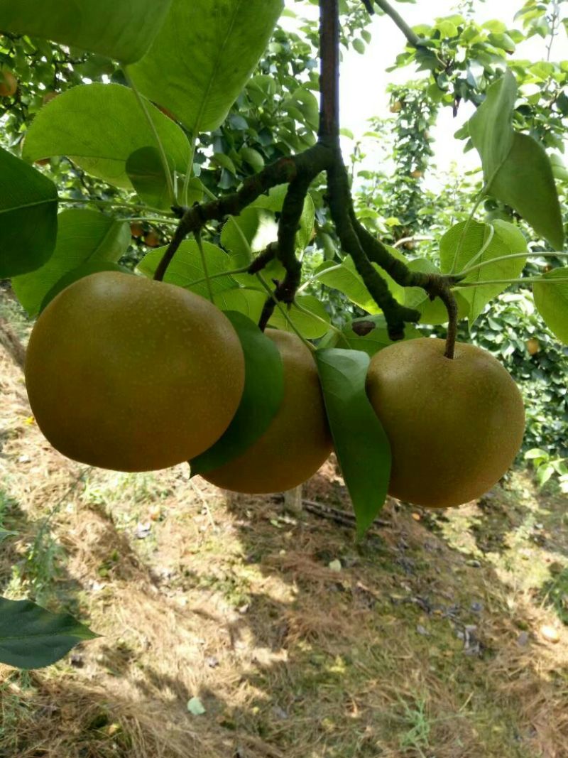 湖北翠冠梨200~250g光果四两起步不封顶