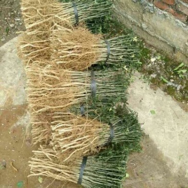 枳壳苗枳壳小苗枳壳树苗