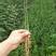 枳壳苗：枸橘苗80cm以上，粗壮根系发达接嫁用的优质苗