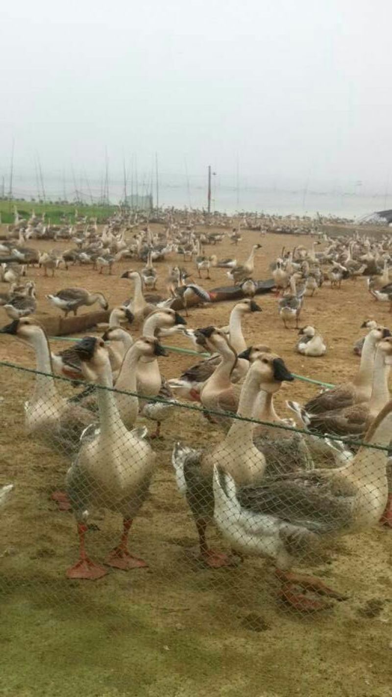狮头鹅苗250g以下