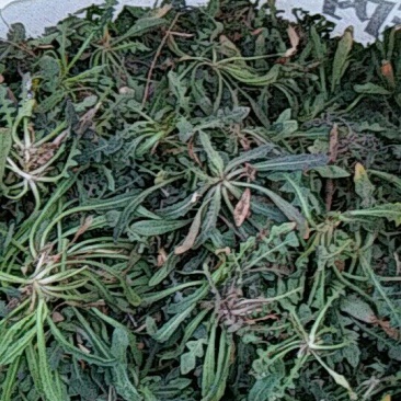 荠菜5cm以上