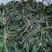 荠菜5cm以上