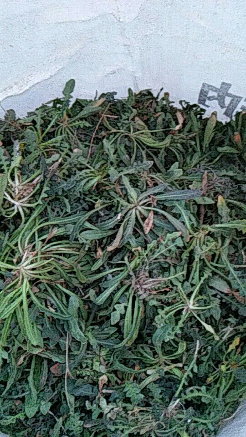荠菜5cm以上