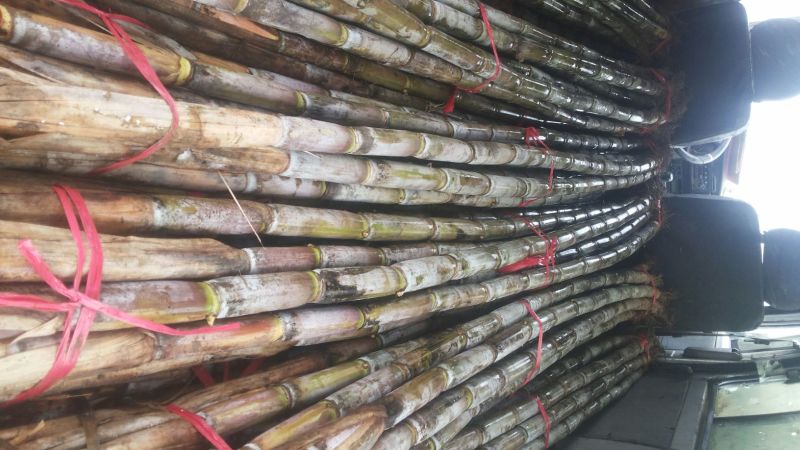 甘蔗己大量上市了，希望所有新老客户能继续合作