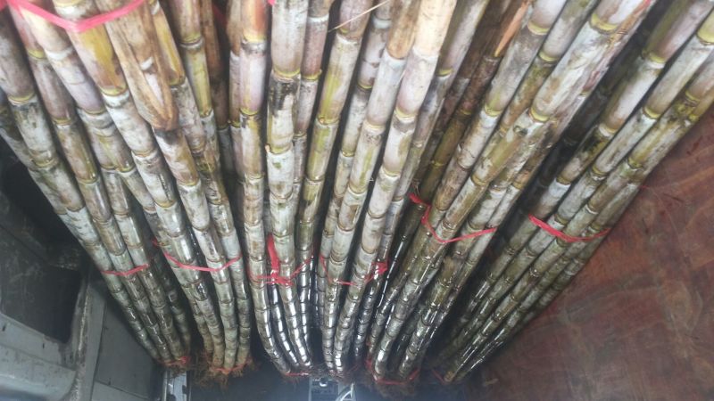 甘蔗己大量上市了，希望所有新老客户能继续合作