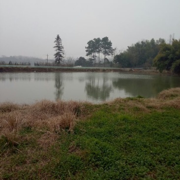 克氏原螯虾食用4~6钱活虾