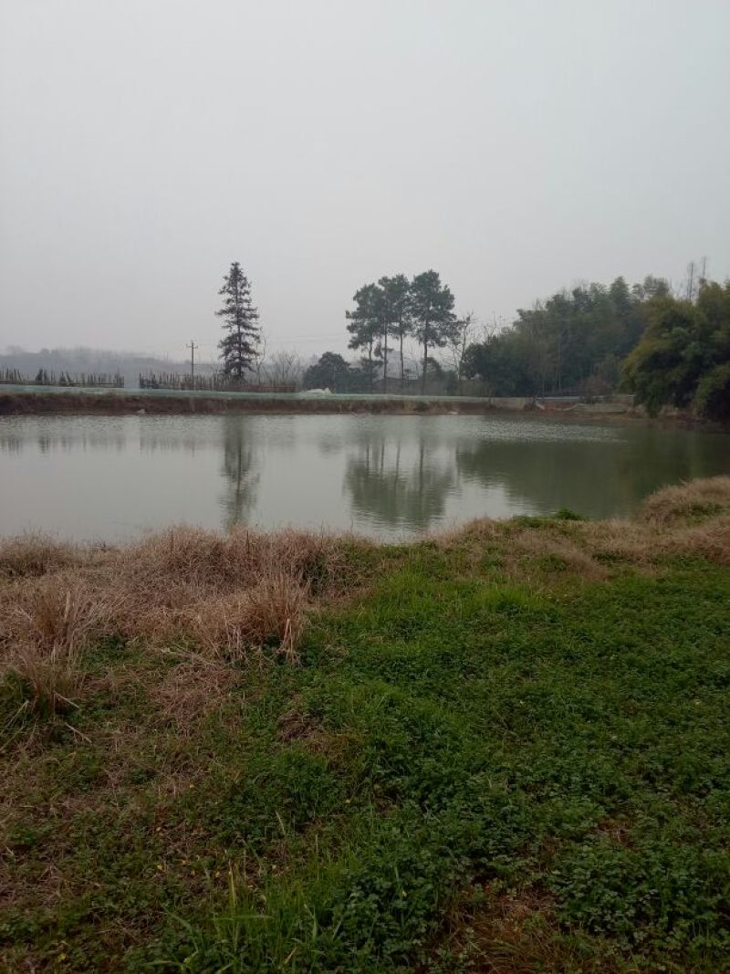 克氏原螯虾食用4~6钱活虾