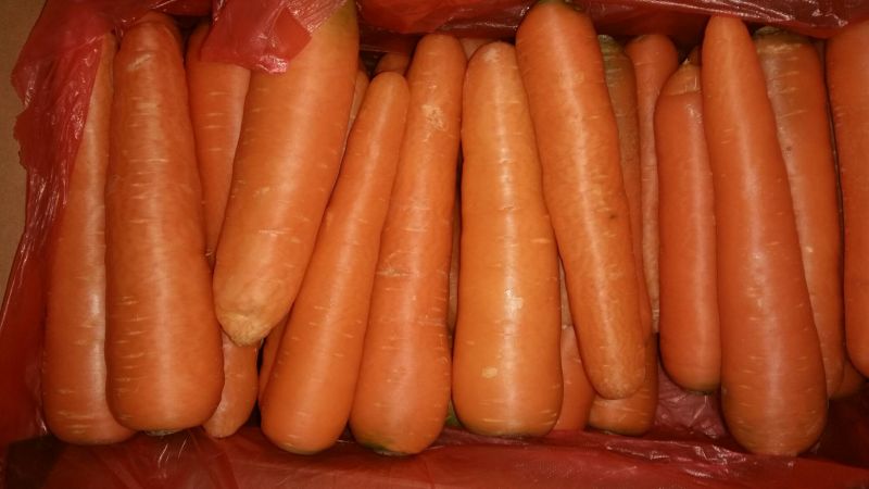 胡萝卜红3两以上10厘米以上水洗