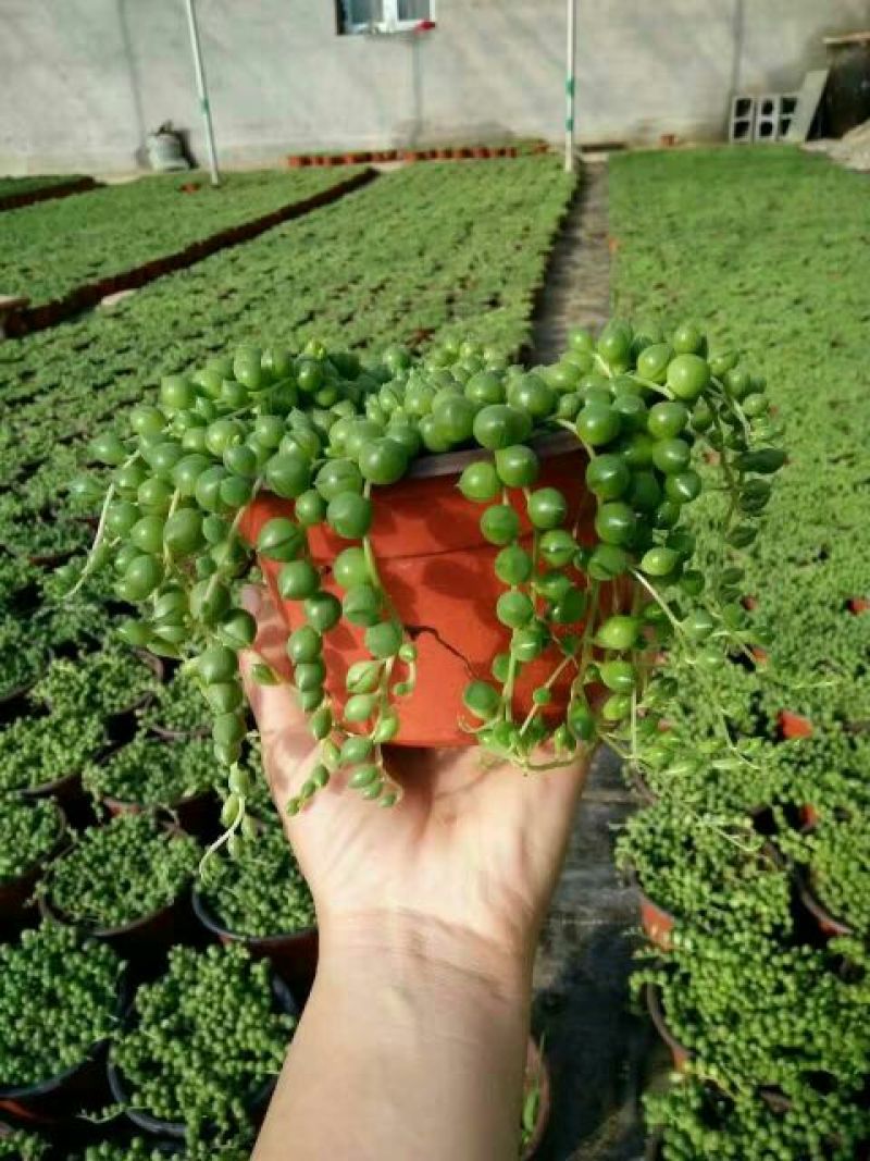 多肉植物带盆栽好