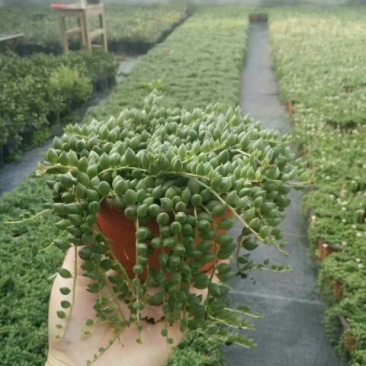 多肉植物带盆栽好