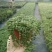 多肉植物带盆栽好