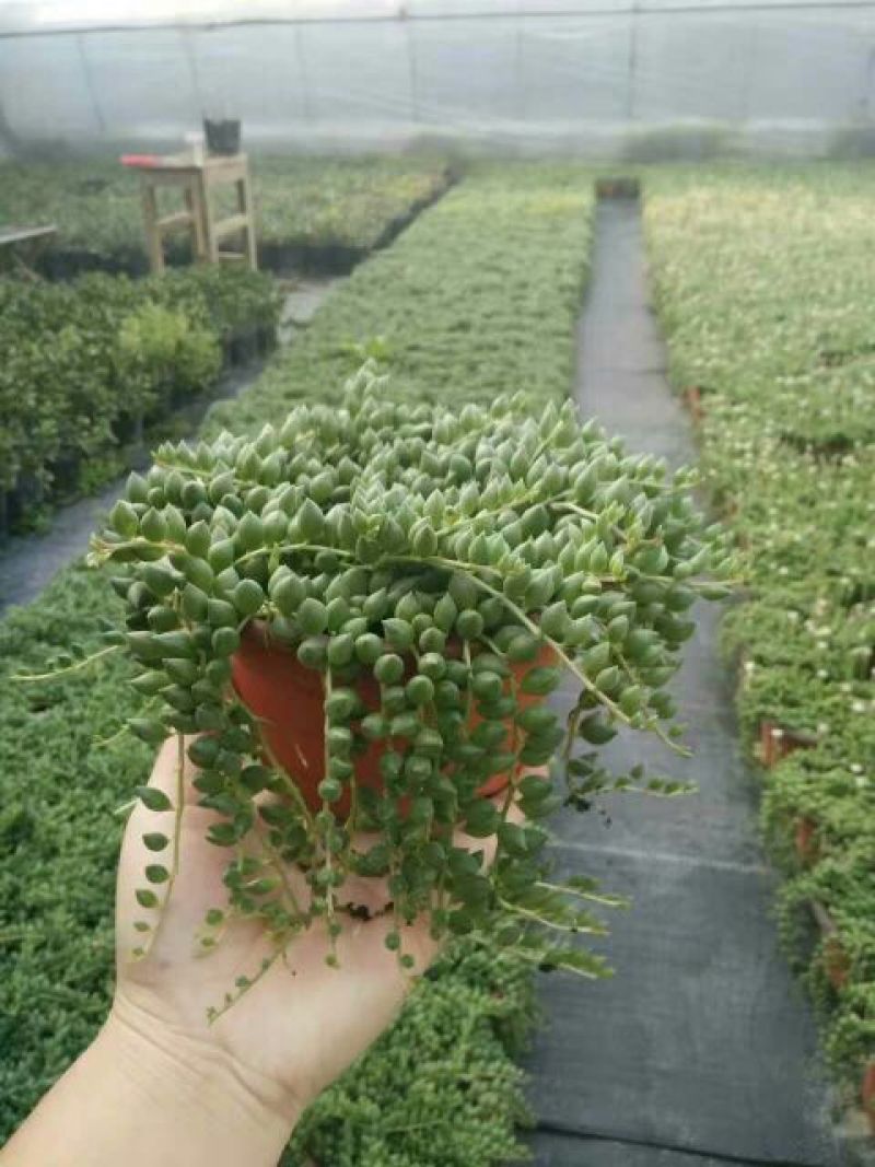 多肉植物带盆栽好