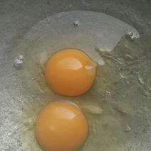 土鸡蛋农家散养新鲜农村自养天然笨鸡蛋柴优质土鸡蛋大量供货中！