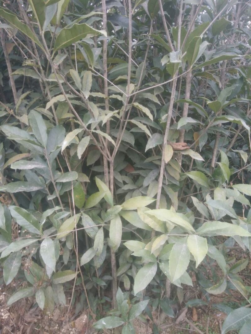 桂花种条1~2cm