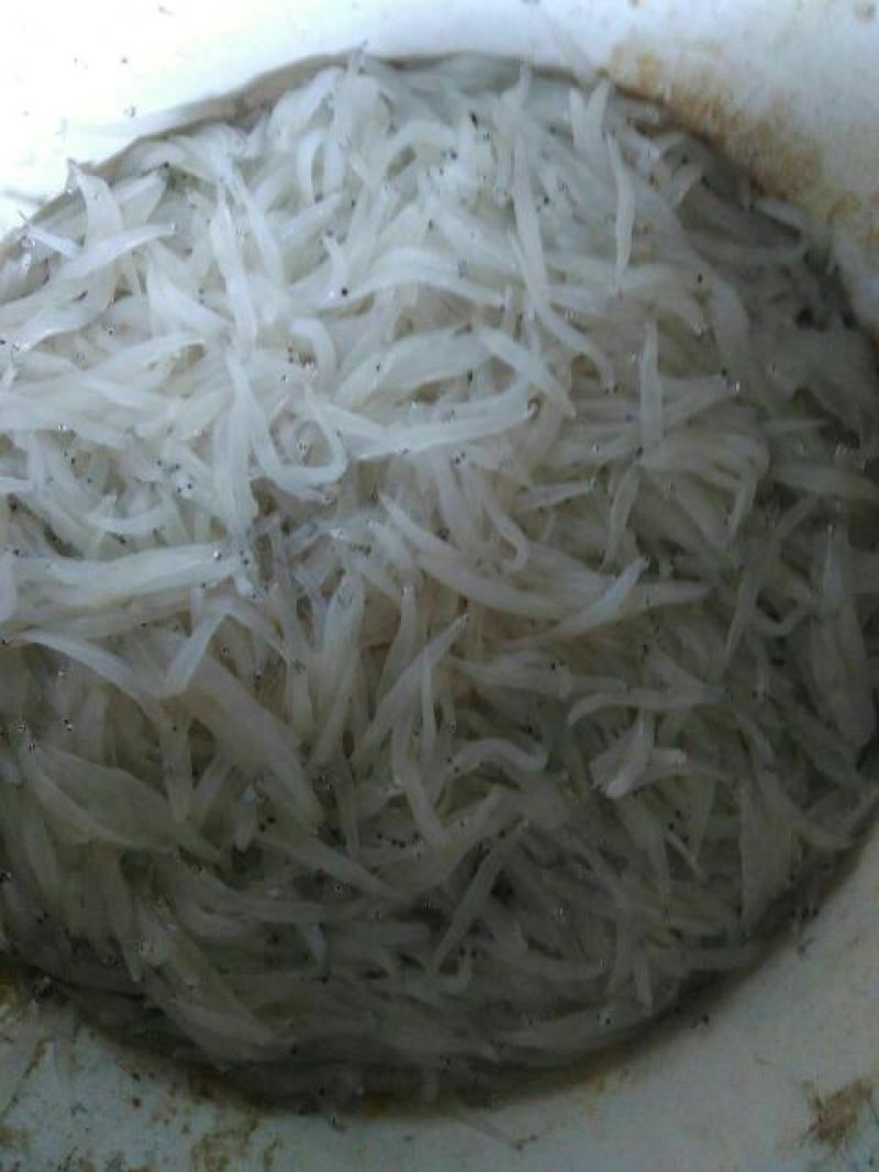 银鱼冰鲜鱼