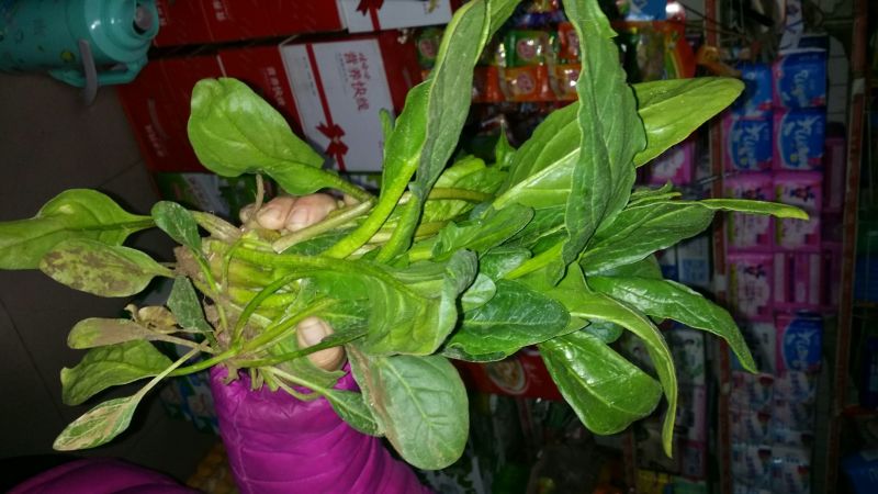 菠菜15~20厘米