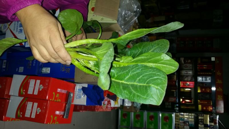 菠菜15~20厘米