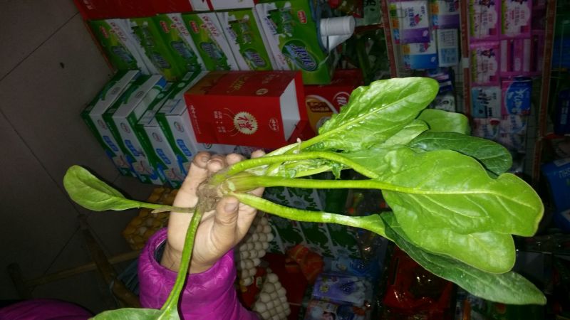 菠菜15~20厘米