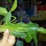 菠菜15~20厘米