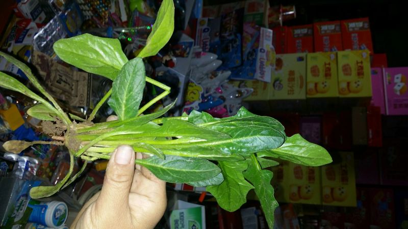 菠菜15~20厘米