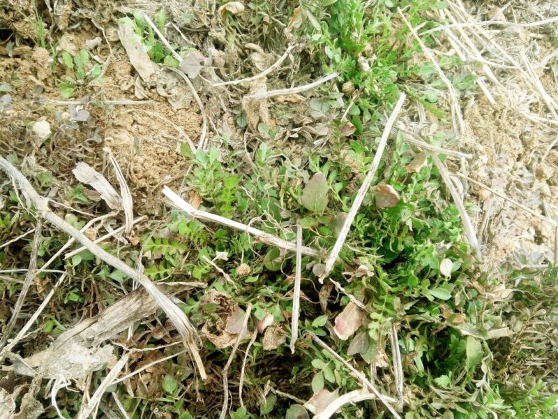 荠菜5~10cm