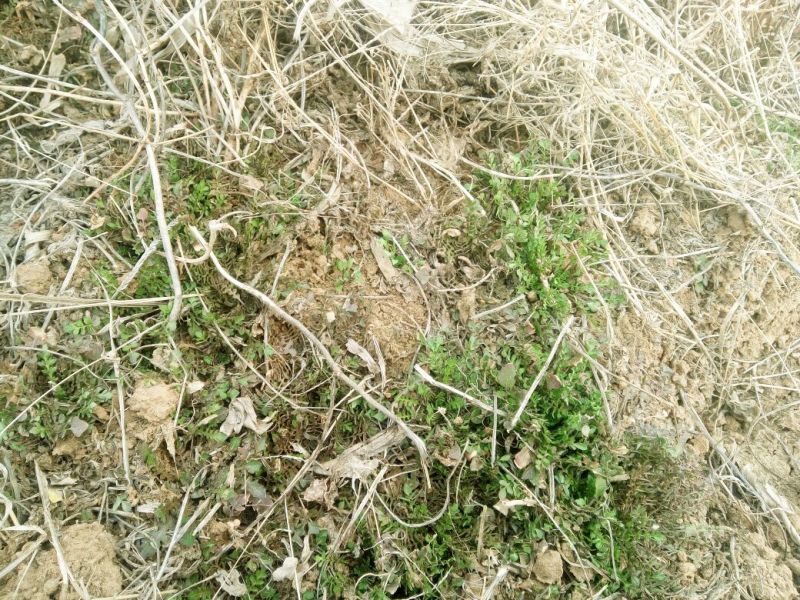 荠菜5~10cm