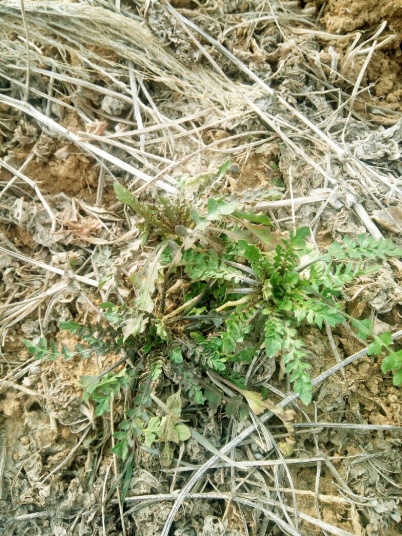 荠菜5~10cm
