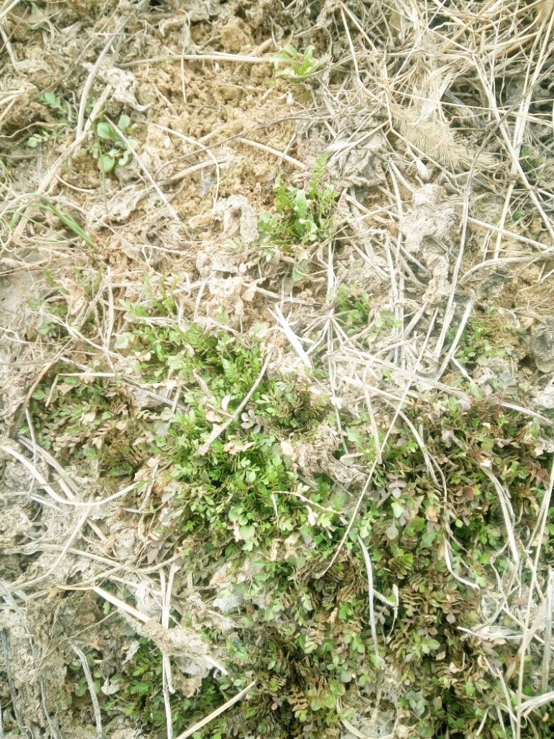 荠菜5~10cm