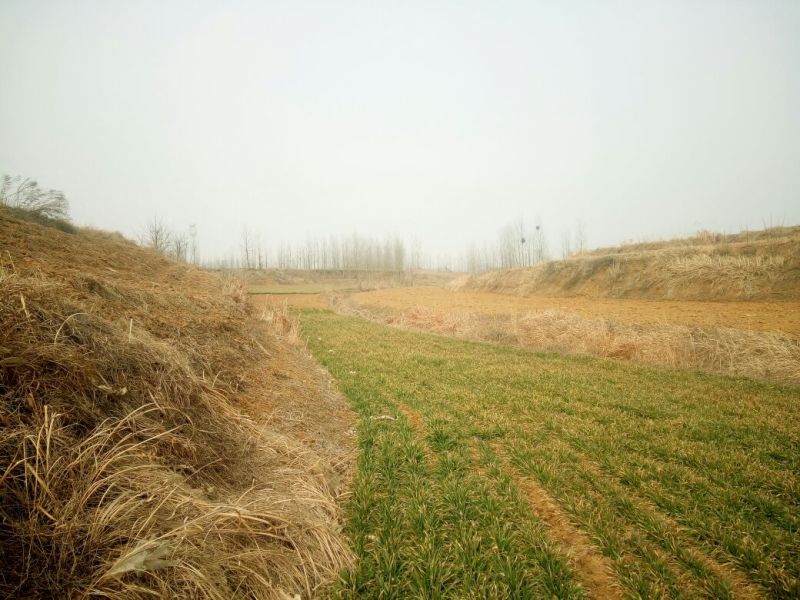 荠菜5~10cm