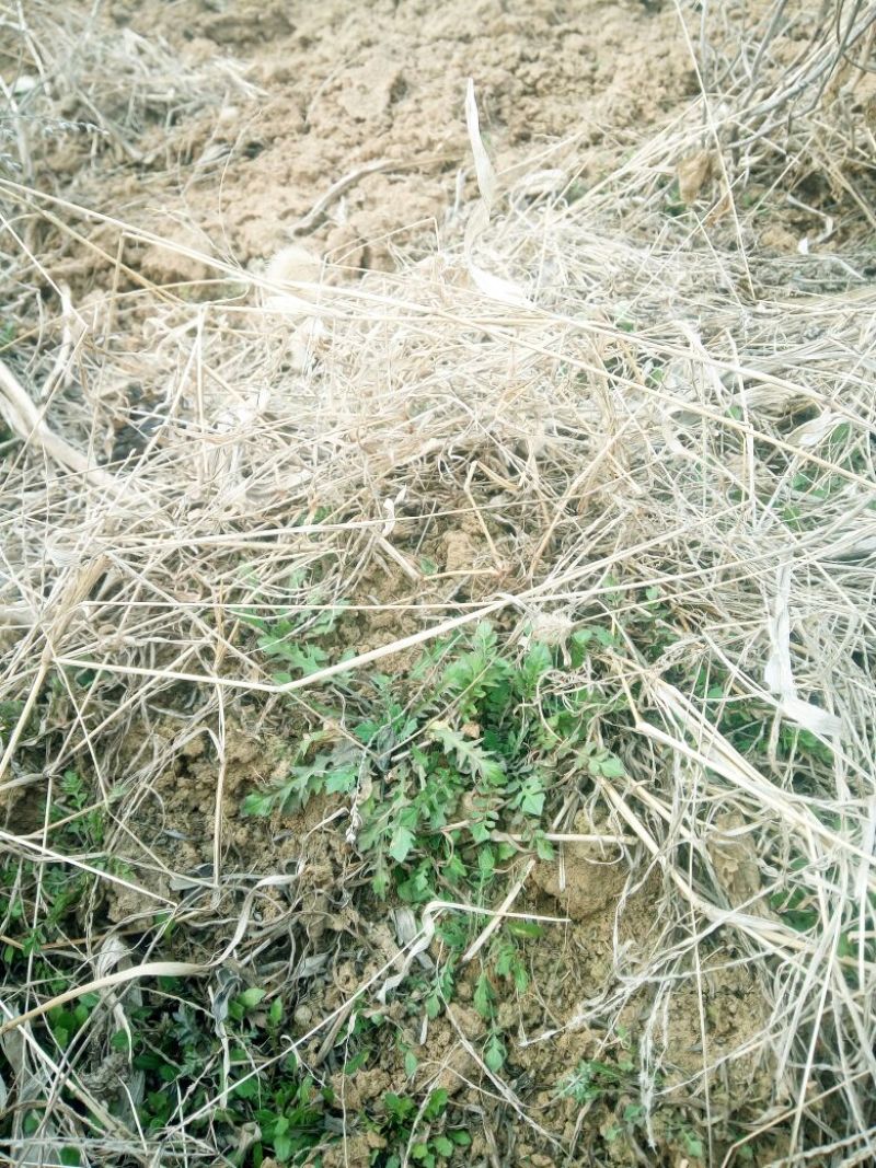 荠菜5~10cm