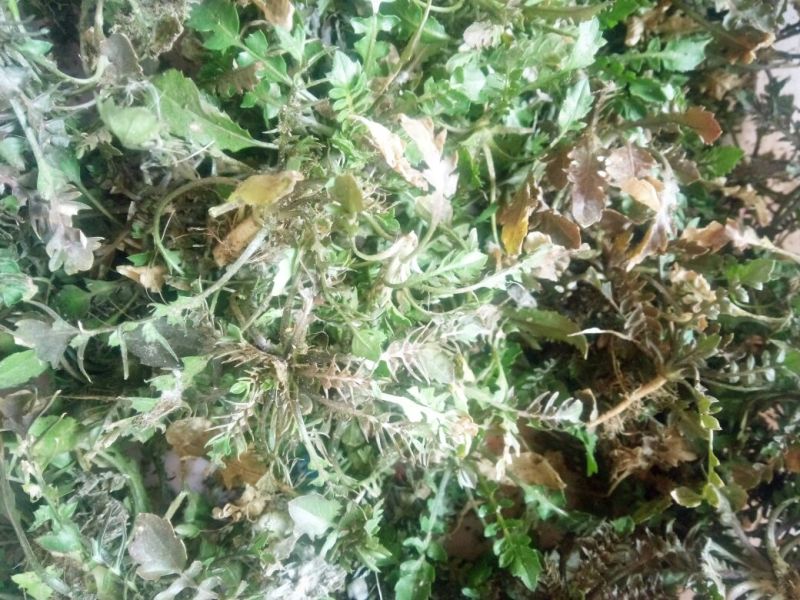 荠菜5~10cm
