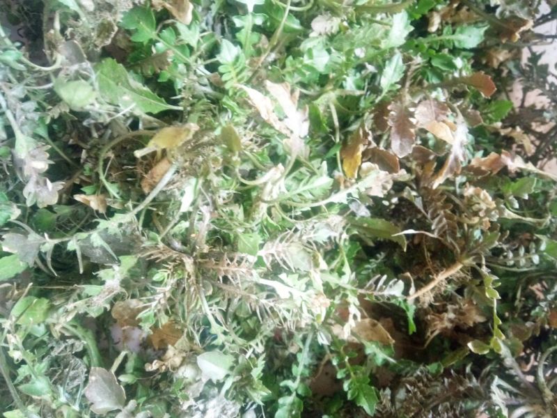 荠菜5~10cm