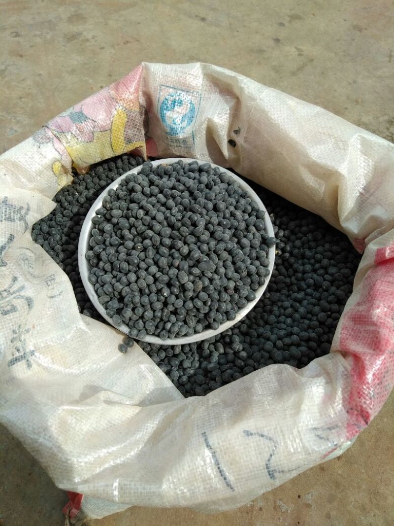 乌皮黄仁豆散装