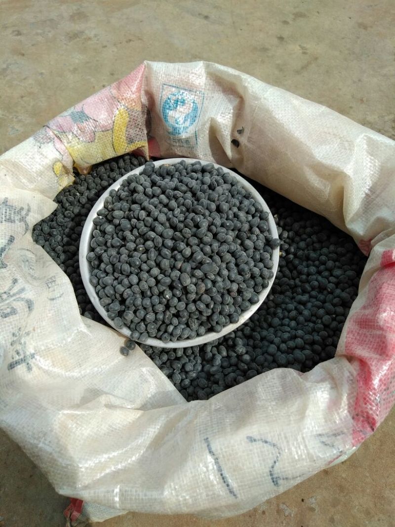 乌皮黄仁豆散装