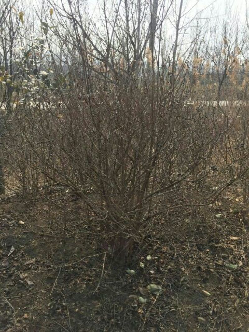 女贞小苗40高