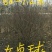 女贞小苗40高
