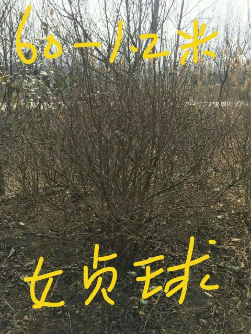 女贞小苗40高