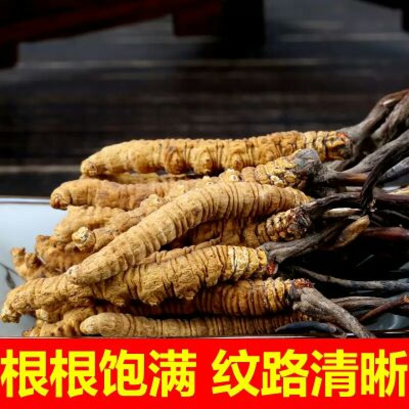 冬虫夏草盒装