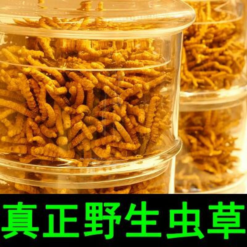 冬虫夏草盒装